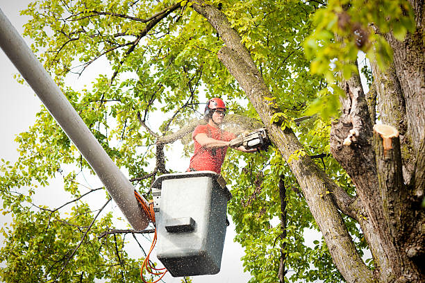 Professional Tree Service in Georgetown, CA